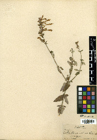 Cedronella aurantiaca image