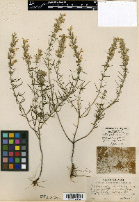 Dicerandra odoratissima image