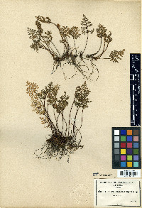 Myriopteris pringlei image