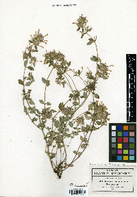 Hedeoma costata image