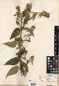 Hyptis oblongifolia image
