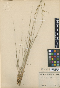 Loudetiopsis chrysothrix image