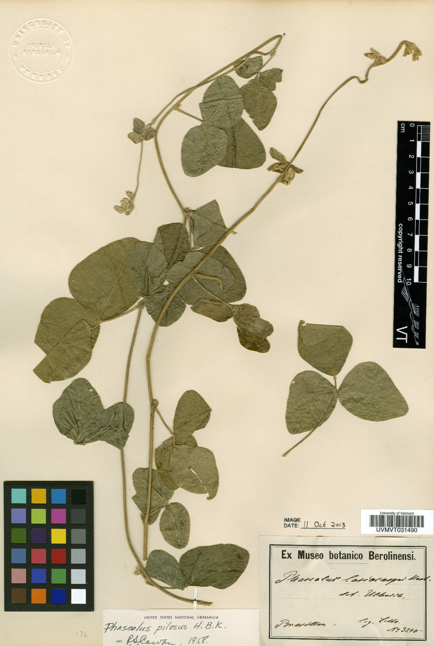 Phaseolus pilosus image