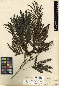 Piptadenia gonoacantha image