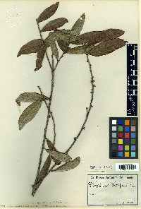 Daphnopsis sellowiana image