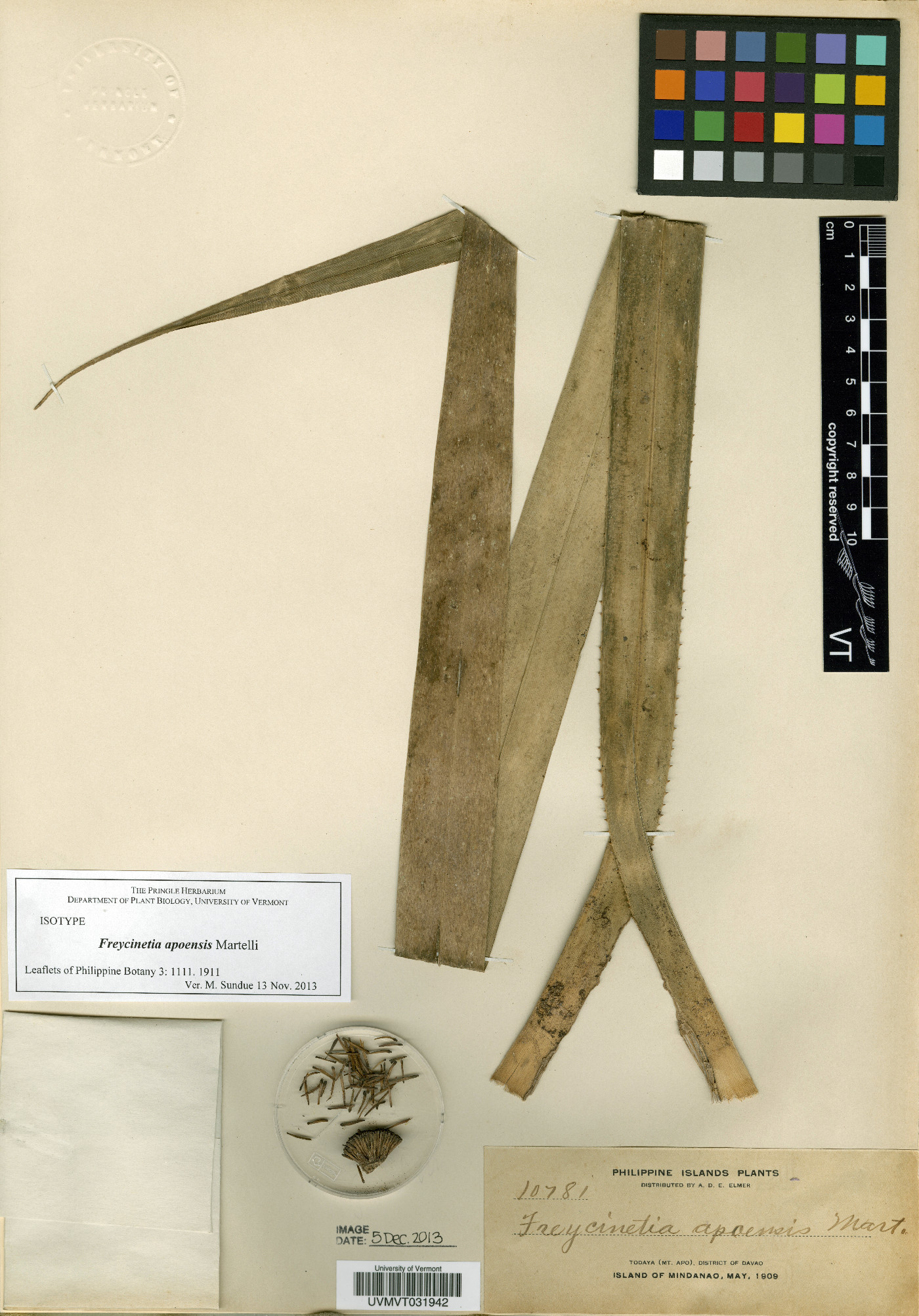 Freycinetia apoensis image