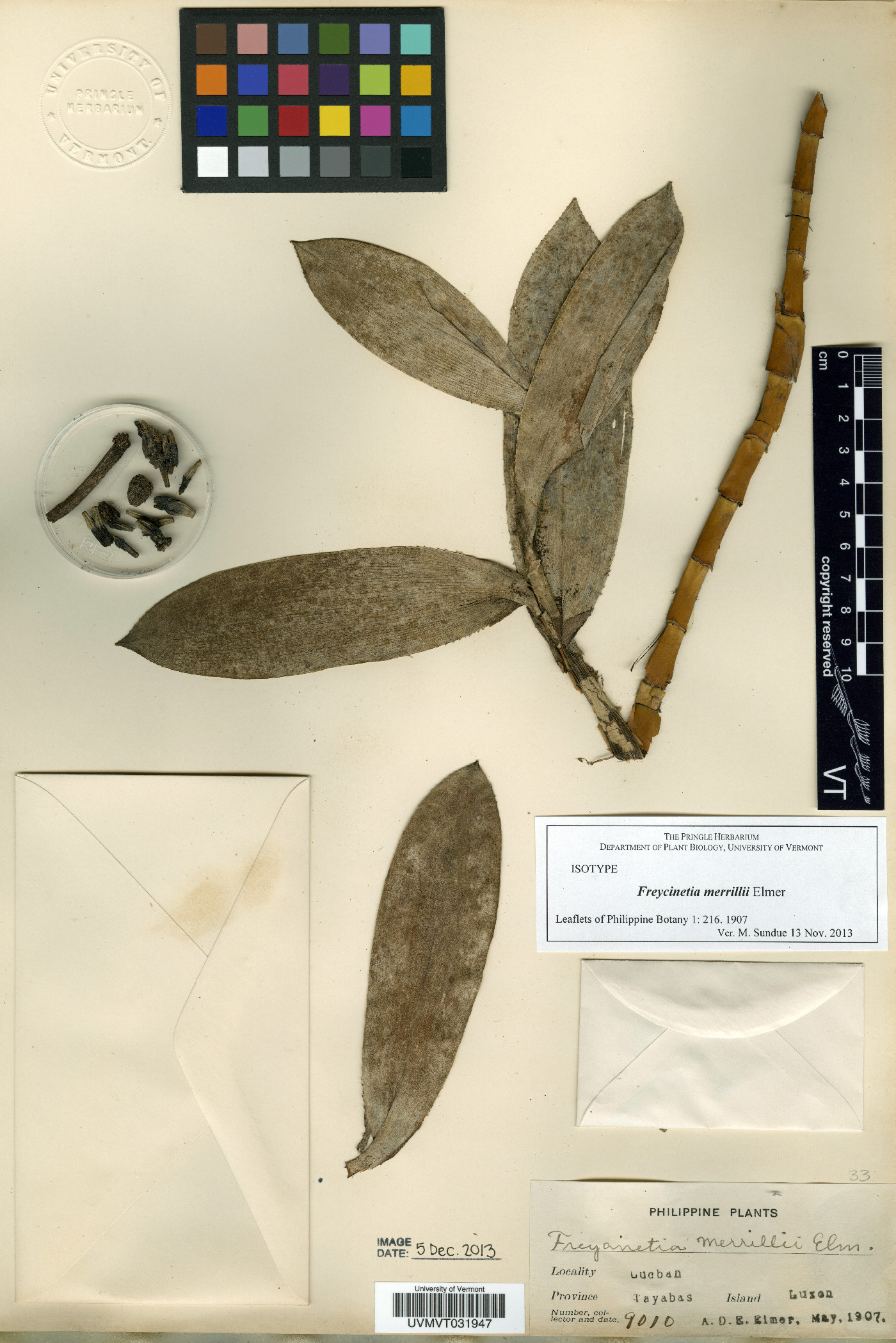 Freycinetia merrillii image