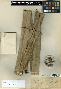 Media resource of Pandanus barai