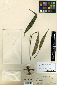 Ficus linearifolia image