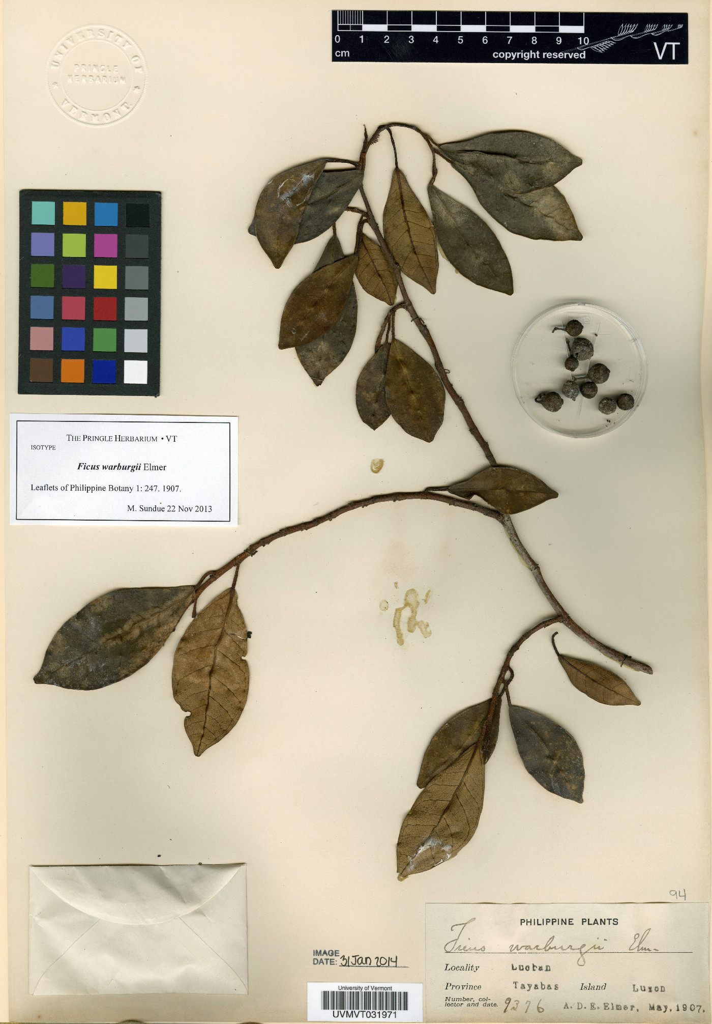 Ficus asperifolia image