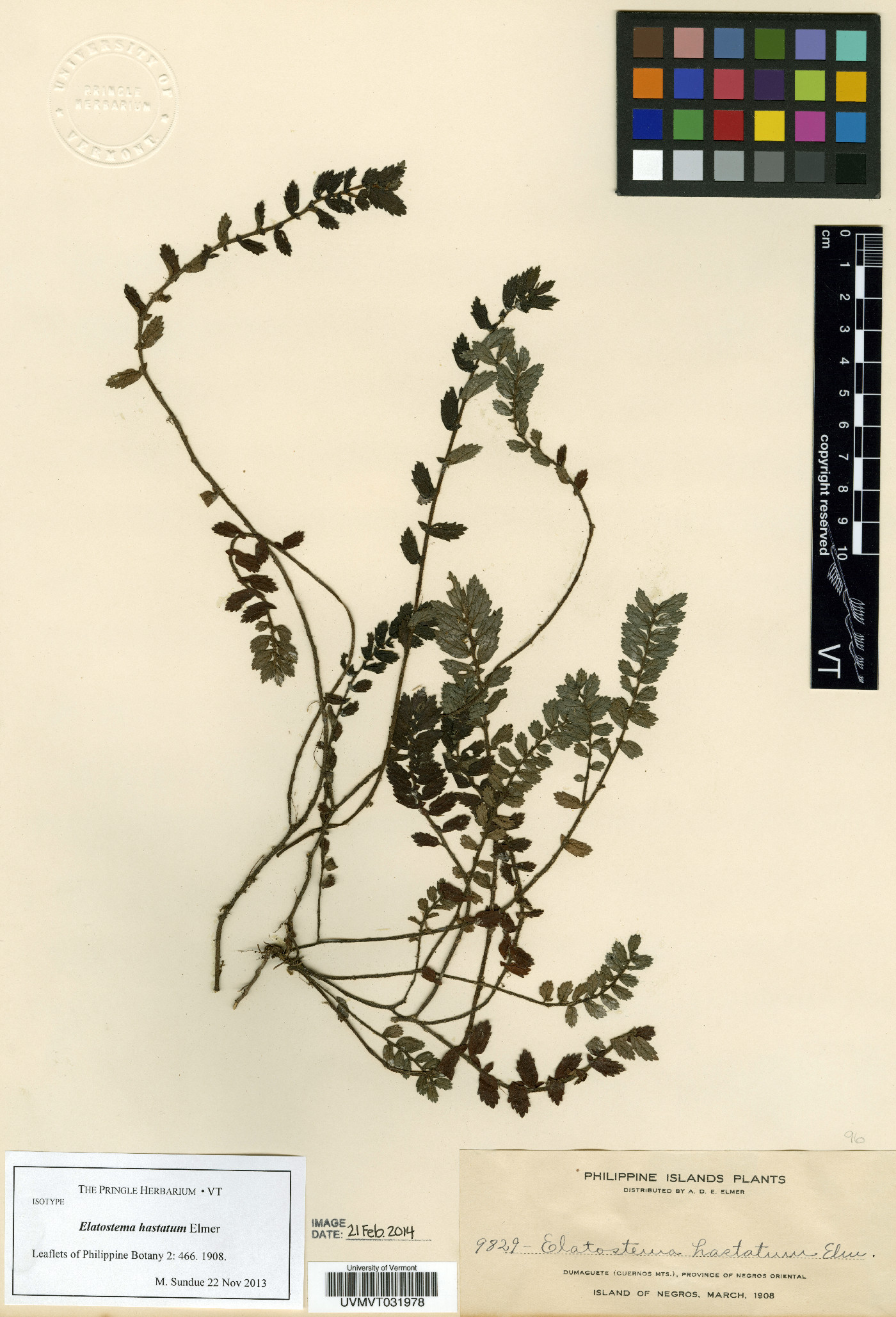 Elatostema hastatum image