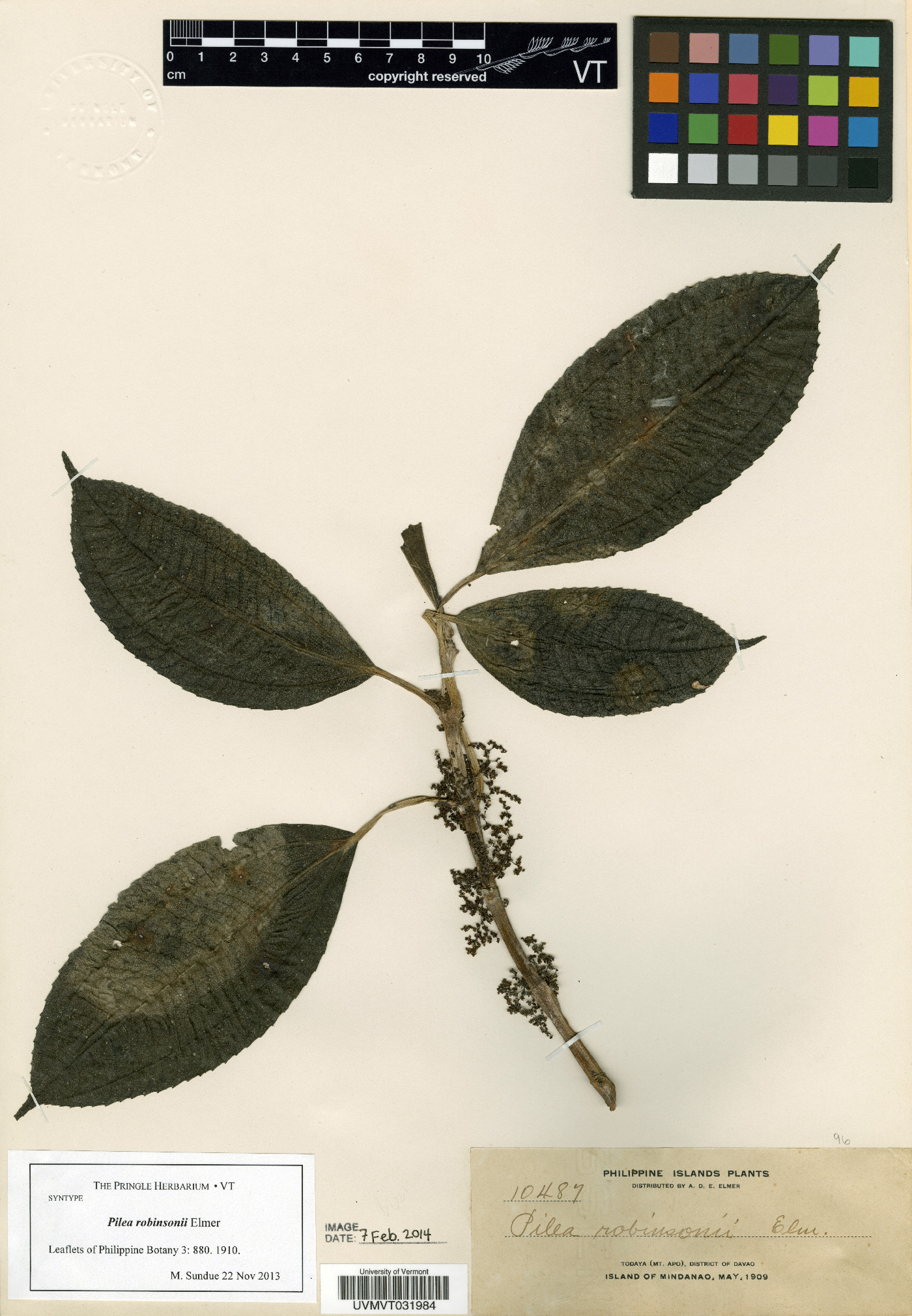 Pilea robinsonii image