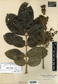 Ruagea smithii image