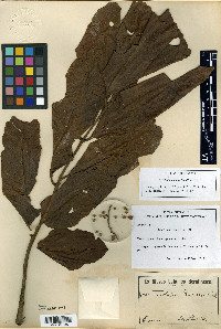Trichilia septentrionalis image