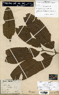 Trichilia septentrionalis image