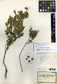 Frangula macrocarpa image