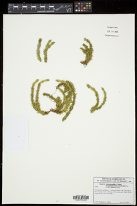 Huperzia protoporophila image