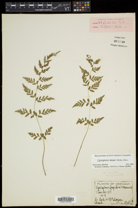 Cystopteris tenuis image