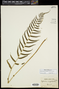 Homalosorus pycnocarpos image