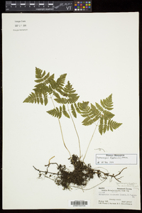 Gymnocarpium dryopteris image