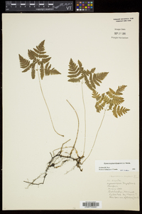 Gymnocarpium dryopteris image