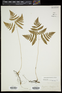 Gymnocarpium dryopteris image