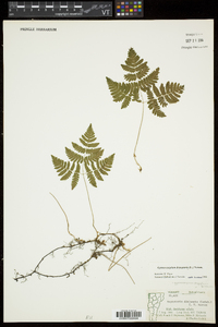 Gymnocarpium dryopteris image