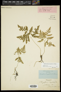 Gymnocarpium dryopteris image