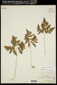 Gymnocarpium dryopteris image