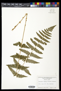 Dryopteris × boottii image