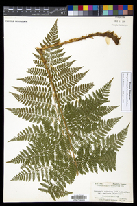 Dryopteris campyloptera image