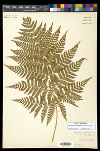 Dryopteris campyloptera image