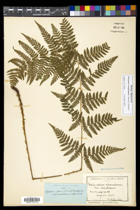 Dryopteris campyloptera image