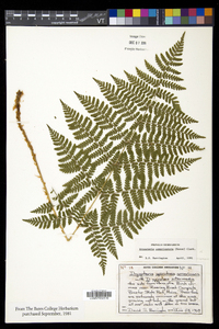 Dryopteris campyloptera image