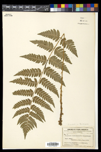 Dryopteris clintoniana image