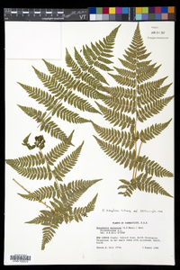 Dryopteris × triploidea image