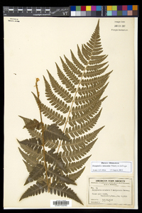 Dryopteris slossoniae image