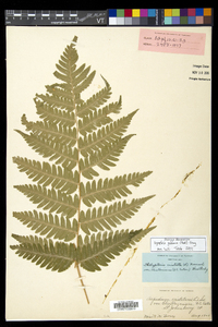 Dryopteris goldieana image