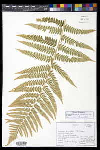 Dryopteris filix-mas image