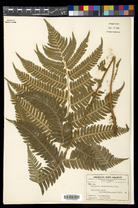 Dryopteris goldieana image