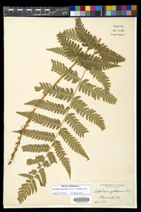 Dryopteris goldieana image