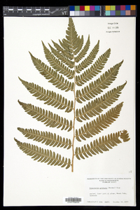 Dryopteris goldieana image