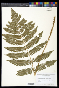 Dryopteris goldieana image