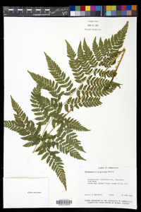 Dryopteris × triploidea image