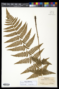 Dryopteris × boottii image