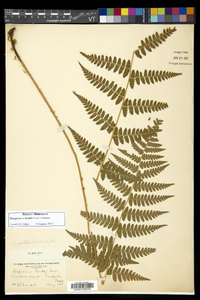 Dryopteris × boottii image