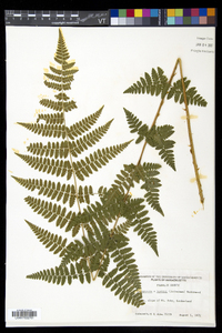 Dryopteris × boottii image