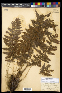 Dryopteris × boottii image