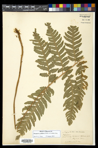 Dryopteris goldieana image