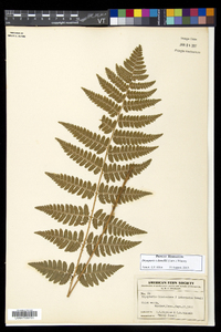 Dryopteris dowellii image